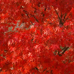 Image showing Maple leaves