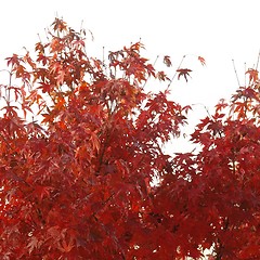 Image showing Maple leaves