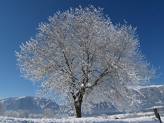 Image showing Wintertree