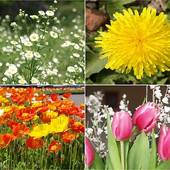 Image showing Flowers collage