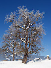 Image showing Icetree