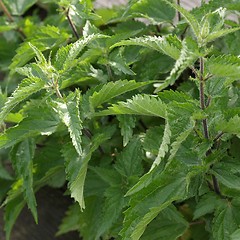 Image showing Stinging nettle