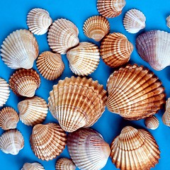 Image showing Shells