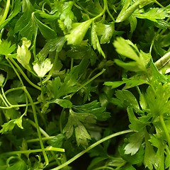 Image showing Parsley