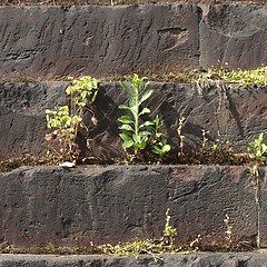 Image showing Roman wall