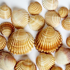 Image showing Shells