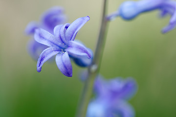 Image showing Flower