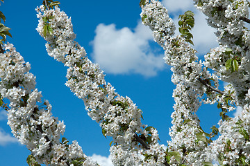 Image showing Spring flowers