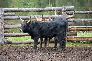 Image showing Bulls