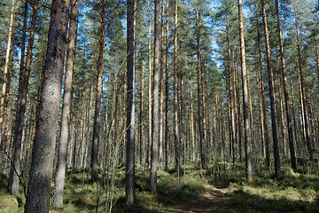 Image showing Forest