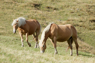 Image showing Horses