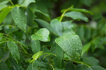 Image showing Leaves in rain