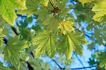 Image showing Leaves