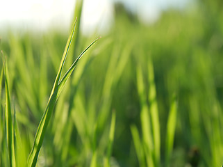 Image showing Grass