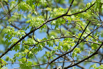 Image showing Leaves