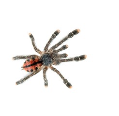 Image showing Spider