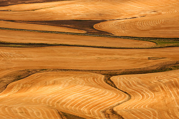 Image showing Harvest time