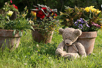 Image showing Teddy Bear in garden