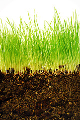 Image showing earth and grass