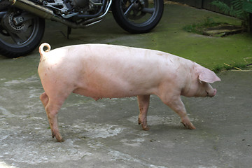 Image showing Young Pig