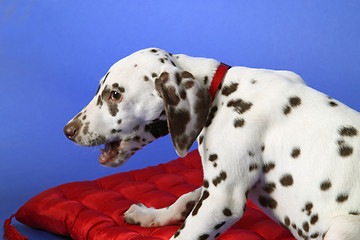 Image showing Dalmation