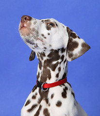 Image showing Dalmation