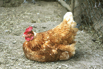 Image showing Brown hen