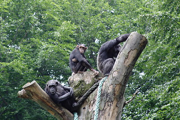 Image showing chimpanzee