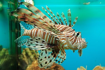 Image showing Red Lionfish