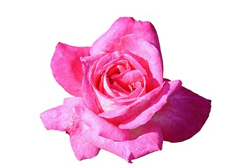 Image showing pink rose