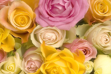 Image showing Pink and yellow roses