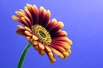 Image showing mini gerbera,