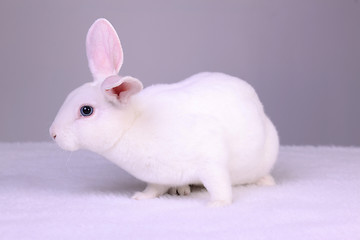 Image showing White Bunny on Gray