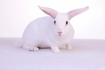 Image showing Alert Bunny