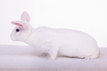 Image showing White Bunny