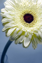 Image showing gerbera