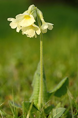 Image showing primrose