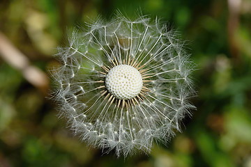 Image showing (Traxacum officinale)