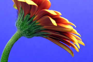 Image showing gerbera