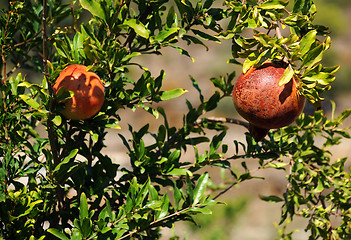 Image showing Pomegranates on the Tree