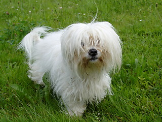 Image showing  Coton de Tulear