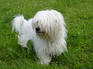 Image showing  Coton de Tulear