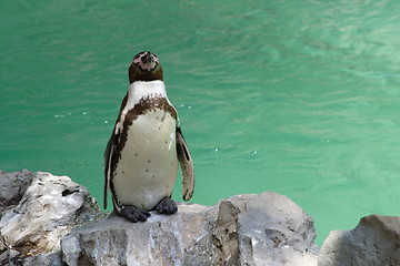 Image showing penguin