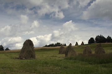 Image showing hay