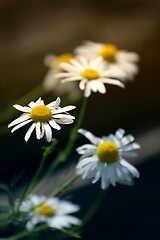 Image showing daisy