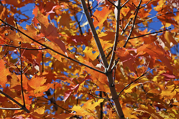 Image showing autumn leaves