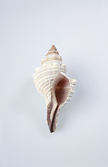 Image showing sea shell