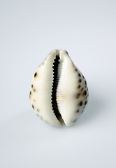 Image showing sea shell