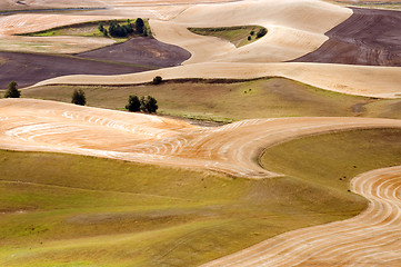 Image showing Harvest time