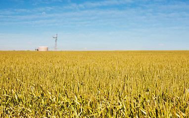Image showing golden wheat and windmill